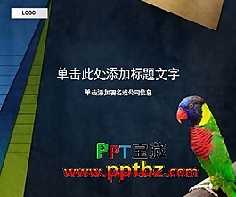鹦鹉ppt模板下载