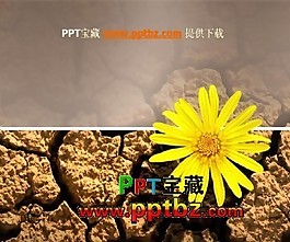 黃土地上的小黃花ppt模板下載