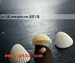 漂亮貝殼ppt模板