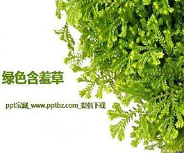 綠色含羞草ppt模板