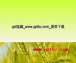 秋天收獲麥穗ppt模板