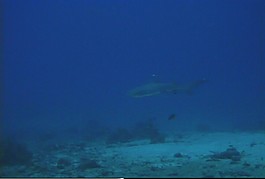 海底生物视频素材素材下载