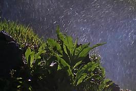 雨中的植物