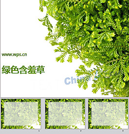 綠色含羞草ppt模板下載