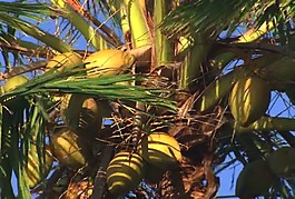 夏威夷