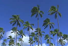 海灘風(fēng)景素材下載