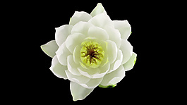 花开放高清