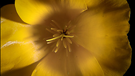 蜜蜂采花粉高清視頻