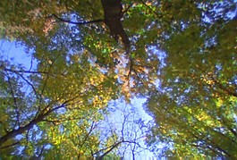 樹木