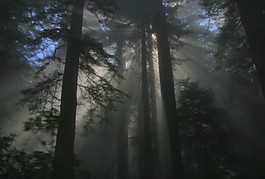 樹林四季變化素材下載