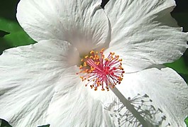 美麗的鮮花