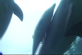 海底生物模板下載