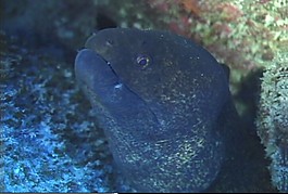 海底生物素材下載