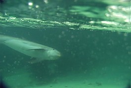 海底生物模板下載