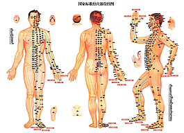 國家標準經穴部位圖