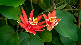 紅色花兒開放
