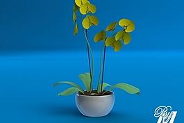 蘭科植物