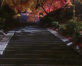 紅葉夜