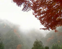 紅葉林