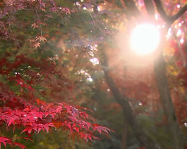 紅葉林特寫