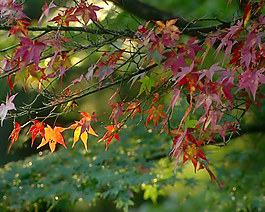 紅葉特寫視頻