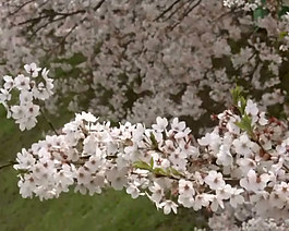 滿枝櫻花隨風擺