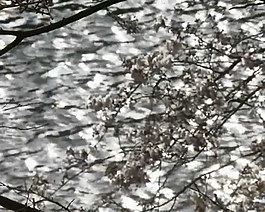 水波和櫻花交相互映