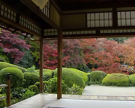 小區(qū)紅葉