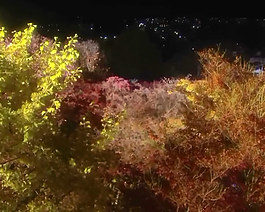夜晚的紅葉