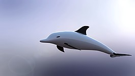 海豚
