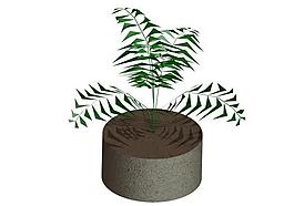 室內植物