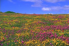 鮮花視頻素材模板下載