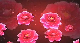 鮮花視頻素材
