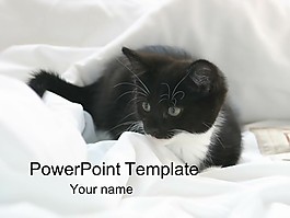 小貓的PPT模板