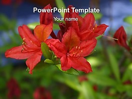 紅花的PPT模板