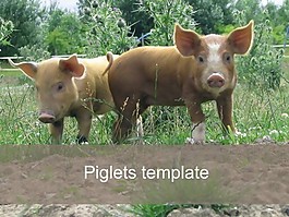仔豬的PPT模板
