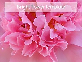 鮮艷的花朵模板