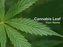 大麻葉PPT模板