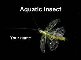 水生昆蟲的模板