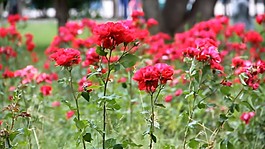 鮮花盛開(kāi)視頻素材模板下載