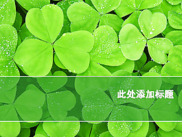 三葉草PPT模板