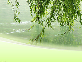 垂柳拂过流淌的水ppt模板