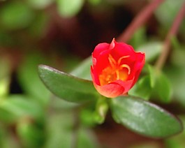 花朵視頻素材