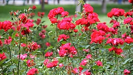 花瓣