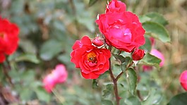 鮮花