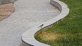 路边的小鸟