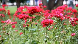 鮮花視頻素材