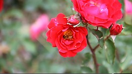 鮮花視頻素材素材下載