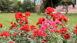 鮮花盛開(kāi)視頻素材模板下載