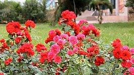 鮮花視頻素材素材下載